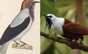 Científicos identifican a 2 de las aves más ruidosas del mundo